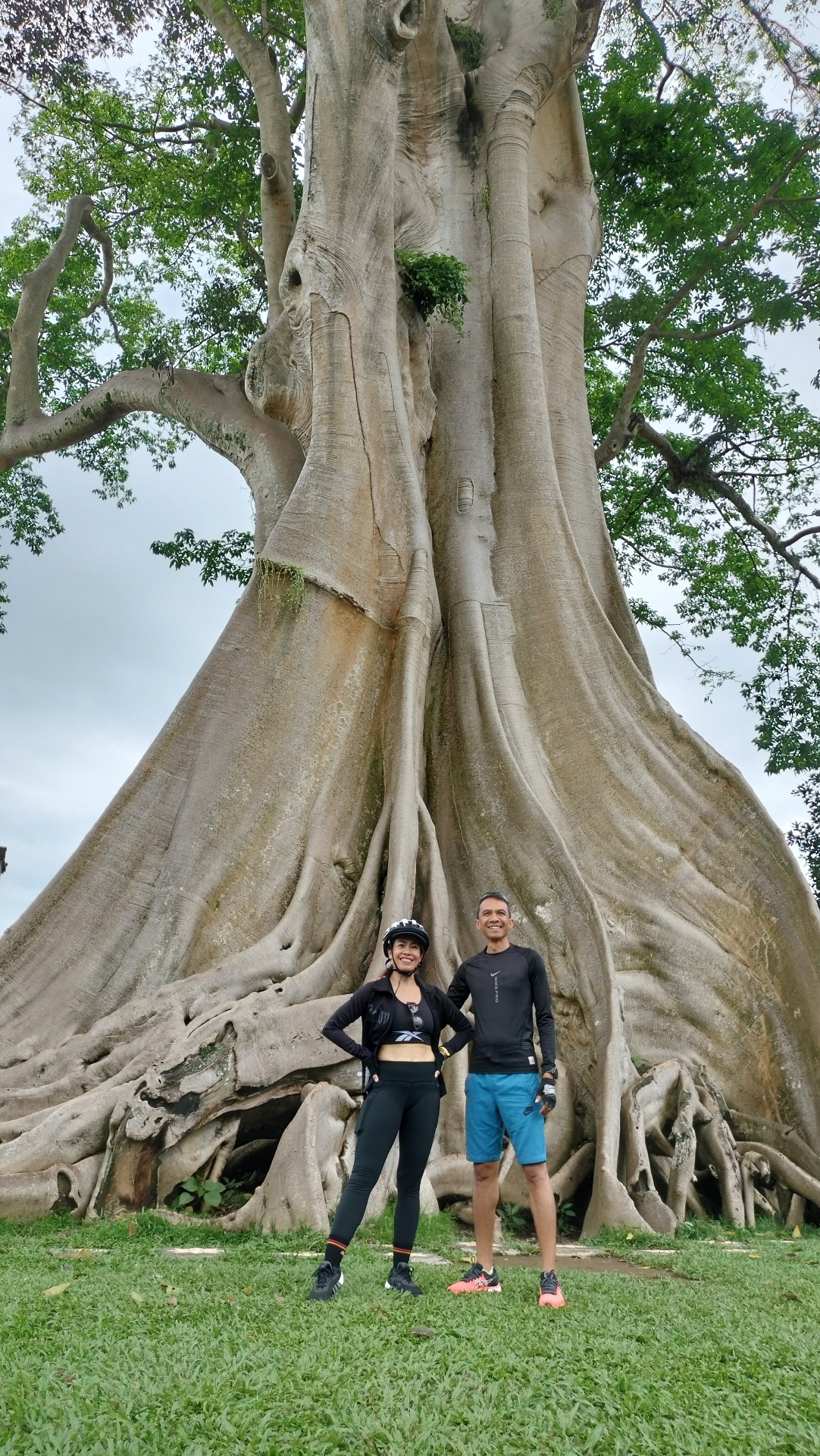 Iconic Kayu Putih tree along the Green Escape e-bike route — a peaceful rest stop surrounded by Bali's tropical landscape